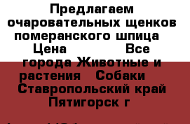 Предлагаем очаровательных щенков померанского шпица › Цена ­ 15 000 - Все города Животные и растения » Собаки   . Ставропольский край,Пятигорск г.